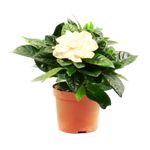 planta-in-ghiveci-gardenia-jasminoides-8903349960734.jpg
