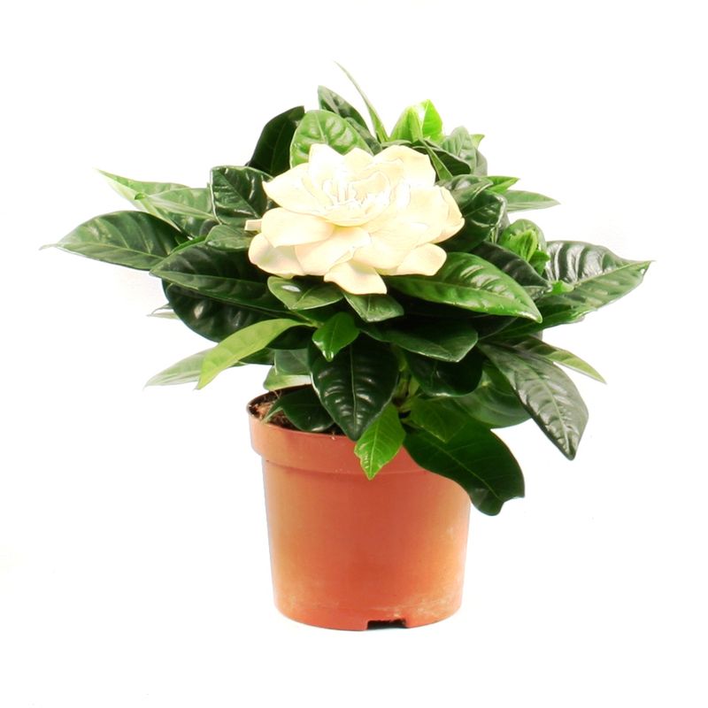 planta-in-ghiveci-gardenia-jasminoides-8903349960734.jpg