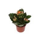 planta-in-ghiveci-kalanchoe-rosalina-mix-13-17cm-8713626202643_1_1000x1000.jpg