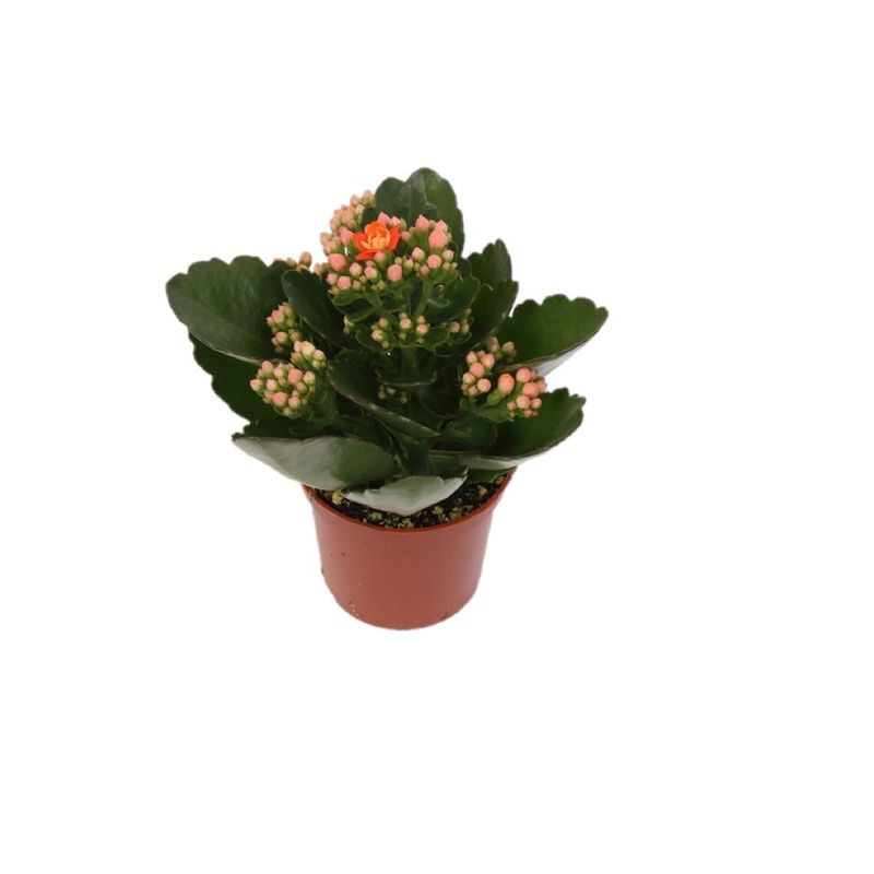 planta-in-ghiveci-kalanchoe-rosalina-mix-13-17cm-8713626202643_1_1000x1000.jpg