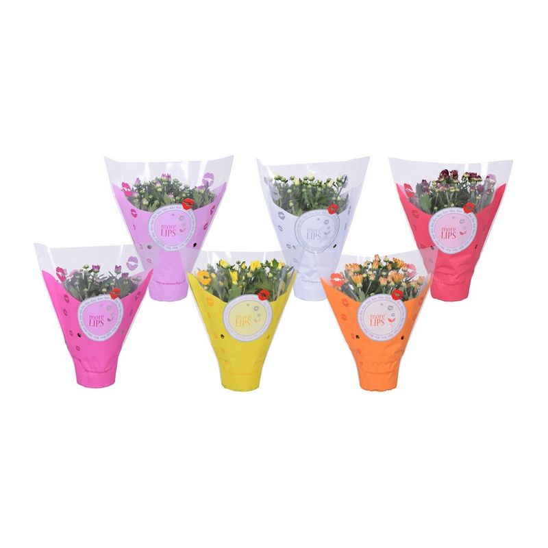 planta-in-ghiveci-chrysanthemum-more-lips-mix-25-30cm-8719425291871_1_1000x1000.jpg