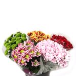 buchet-de-crizanteme-3-fire-8903561314334.jpg