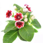planta-sinningia-speciosa-8895133253662.jpg
