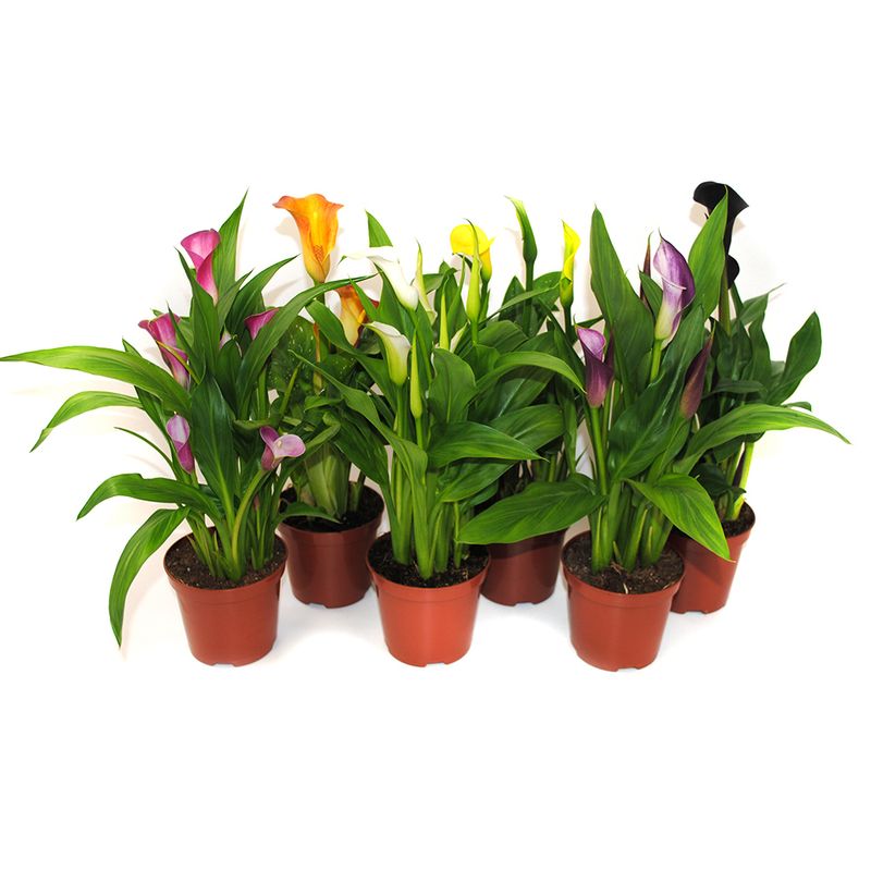 planta-decorativa-zantedeschia-mix-8915548602398.jpg