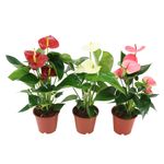 planta-decorativa-anthurium-mix-8915547947038.jpg
