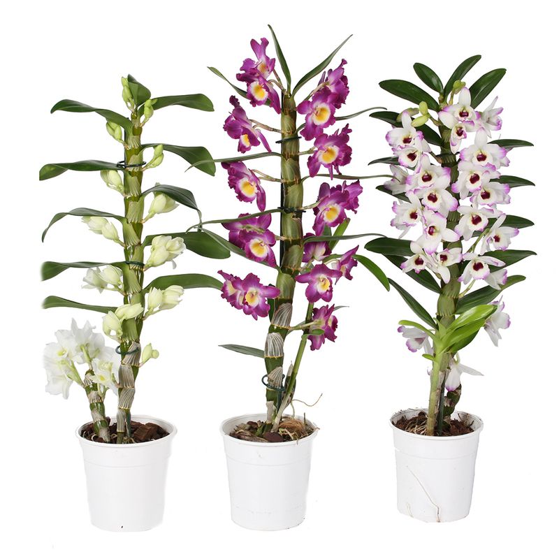 planta-decorativa-dendrobium-nobile-mix-1-stem-8915548864542.jpg