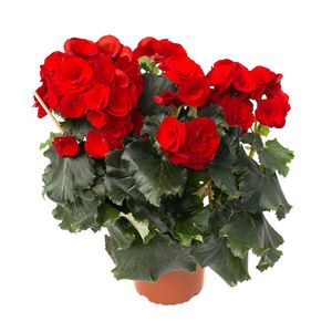 Planta Begonia Hiemalis Elatior