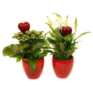 Arrangement Cup Hearts + Kalanchoe