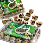 oua-de-prepelita-fresh-eggs-farm-24-bucati