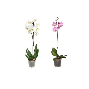 Orhidee Phalaenopsis, 1 tija, 12 cm, diverse culori