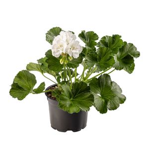 Muscata la ghiveci Pelargonium Zonale, 12 cm, diverse culori