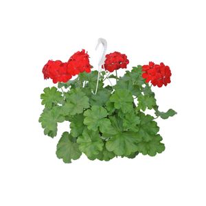 Muscata agatatoare Pelargonium Interspecific, 22 cm