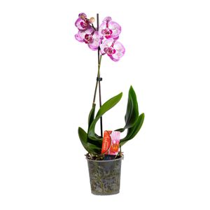 Orhidee Phalaenopsis cu 1 tija, diverse culori