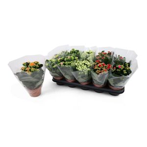 Planta in ghiveci Kalanchoe, diverse culori