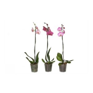 Orhidee Phalaenopsis 50 - 70 cm