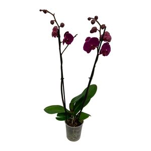 Orhidee Phalaenopsis, 2 tije