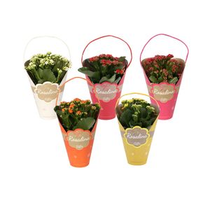 Aranjament floral cu flori Kalanchoe Rosalina, diverse culori, 27 cm