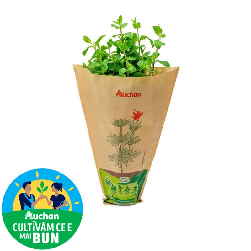 menta-in-ghiveci-auchan