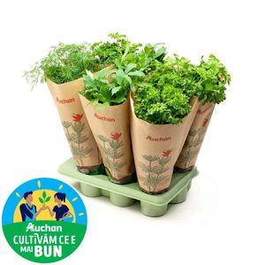Plante aromatice in ghiveci Auchan, pret pe bucata