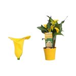 floare-la-ghiveci-calla-30-35-cm