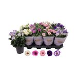 floare-la-ghiveci-lisianthus-lisi-lova-25-30-cm-diverse-culori