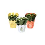 floare-la-ghiveci-kalanchoe-rosalinda-27-32-cm-diverse-culori