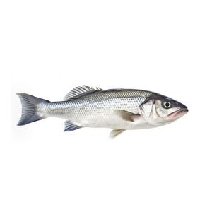 Biban de mare 400/600, +/- 1 kg
