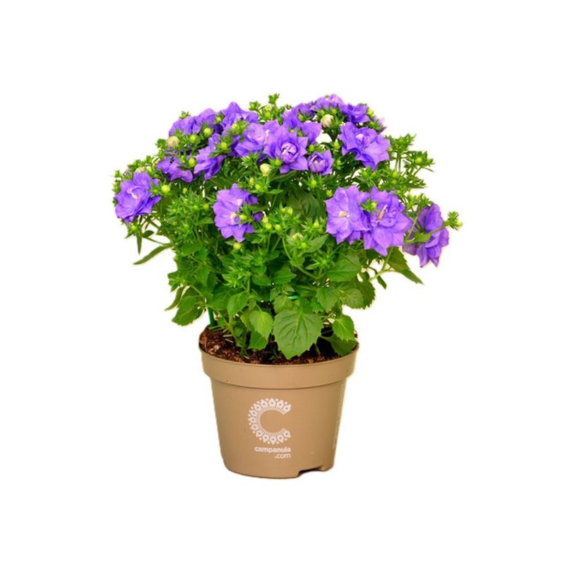 planta-in-ghiveci-campanula-11-cm