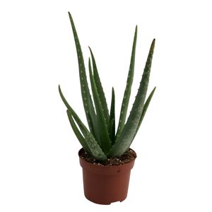 Planta in ghiveci Aloe Vera, 12 x 12 x 35 cm