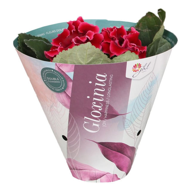 planta-in-ghiveci-gloxinia-mix-12-x-12-x-20-cm