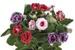 planta-in-ghiveci-gloxinia-mix-12-x-12-x-20-cm