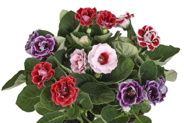 planta-in-ghiveci-gloxinia-mix-12-x-12-x-20-cm