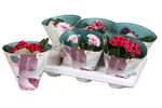 planta-in-ghiveci-gloxinia-mix-12-x-12-x-20-cm