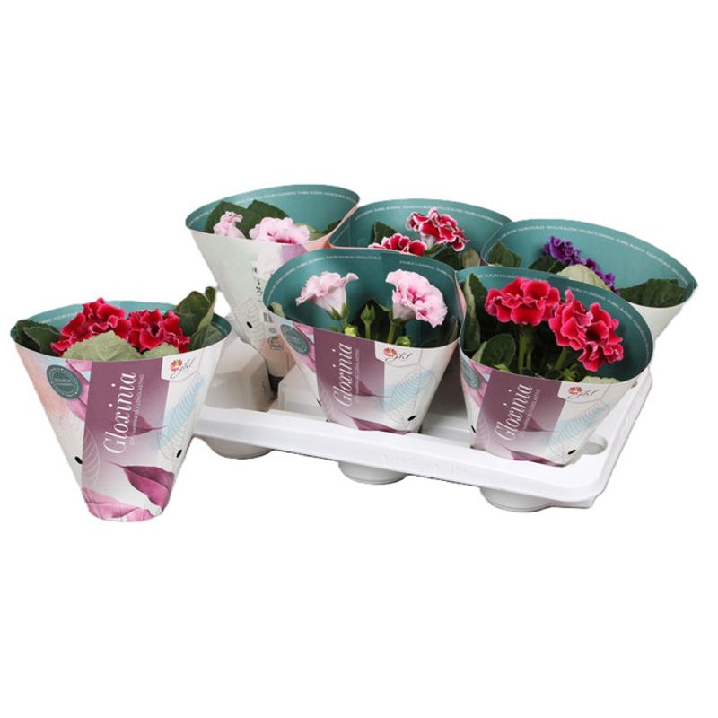 planta-in-ghiveci-gloxinia-mix-12-x-12-x-20-cm
