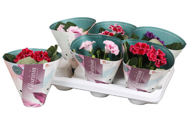 planta-in-ghiveci-gloxinia-mix-12-x-12-x-20-cm