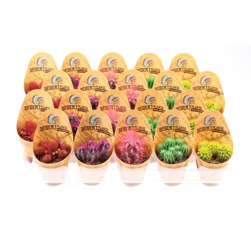cactos-rainbow-mix-cover-d5-5-h8cm