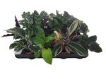 calathea-mix-d7-h15cm