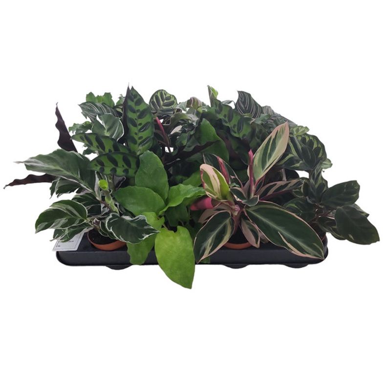 calathea-mix-d7-h15cm