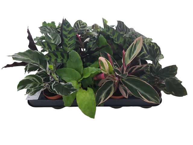 calathea-mix-d7-h15cm