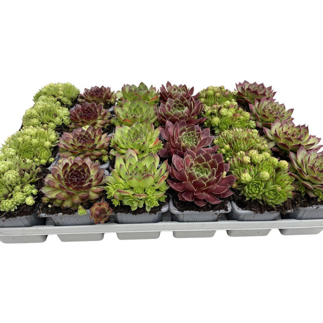 sempervivum-d6-8-h5cm