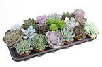 succulent-echevaria-mix