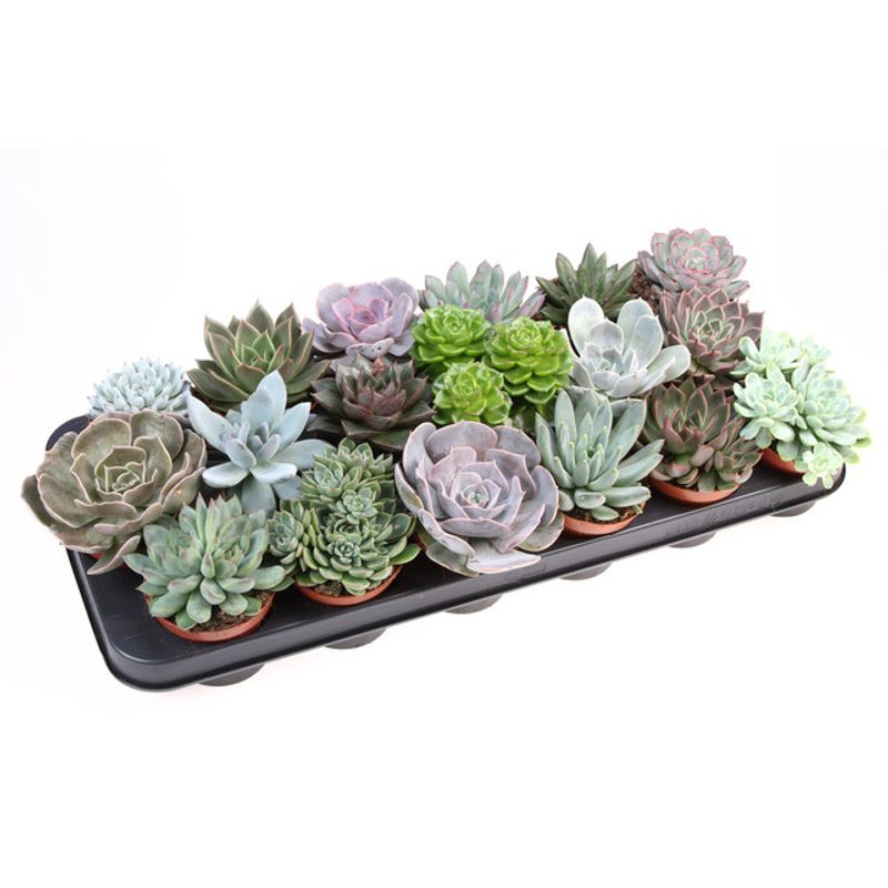succulent-echevaria-mix