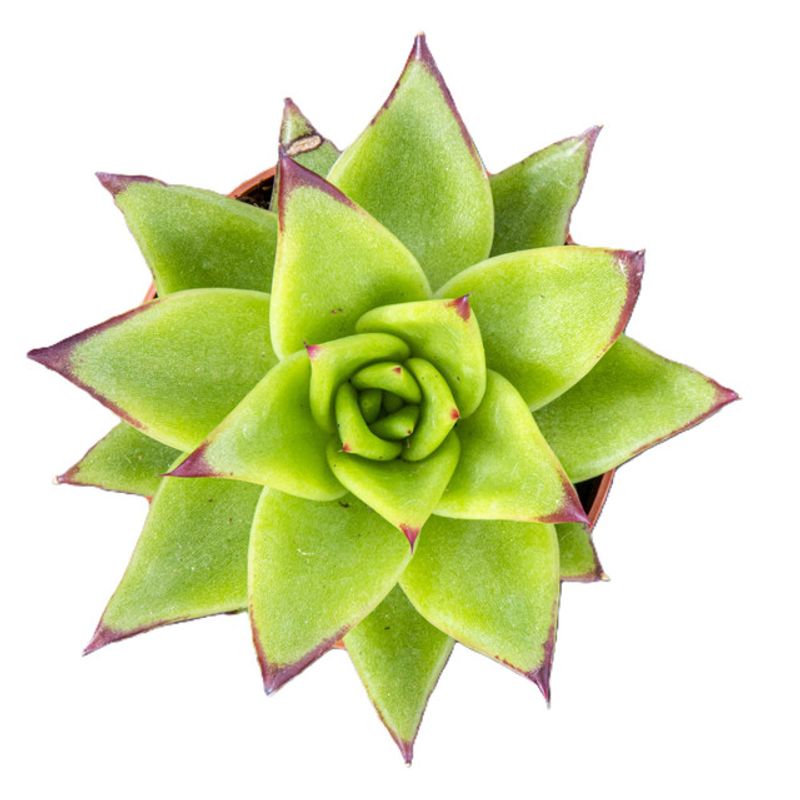 succulent-echevaria-mix