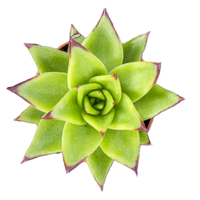 succulent-echevaria-mix