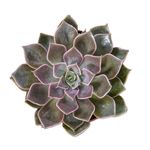 succulent-echevaria-mix