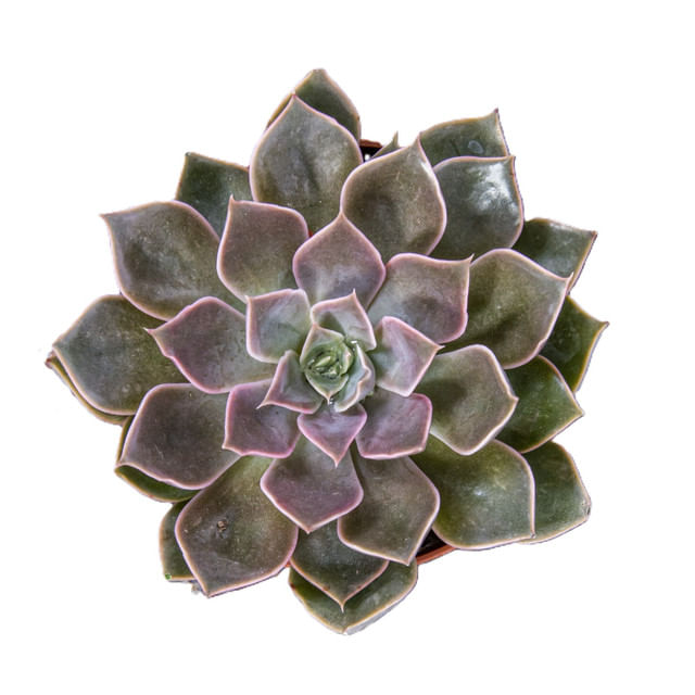 succulent-echevaria-mix