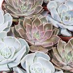 succulent-echevaria-mix