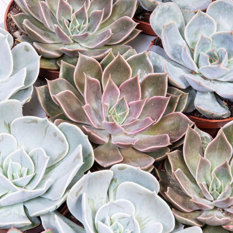 succulent-echevaria-mix