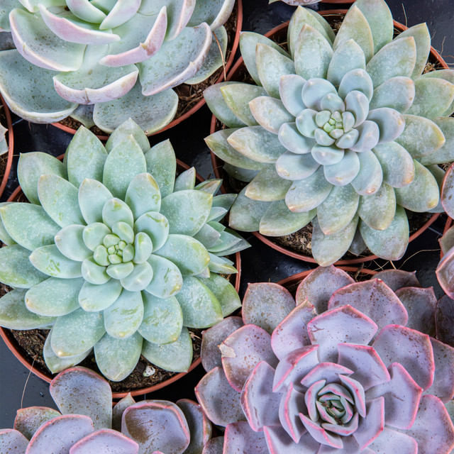 succulent-echevaria-mix