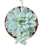 succulent-echevaria-mix